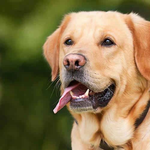  un chiot soin pharmacie du Centre de Gravelines